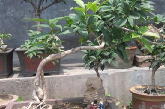 月桂如何移植,四个步骤教你移植月桂