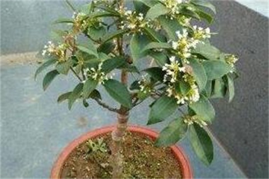 月桂如何移植,四个步骤教你移植月桂