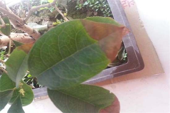 桂花叶子干枯如何办