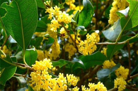 金桂和银桂的区别