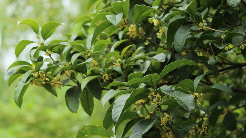 桂花掉叶子如何补救