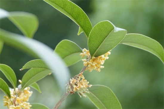 盆栽桂花干叶子如何办