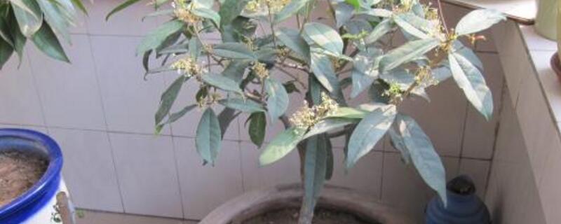 桂花秋季如何养