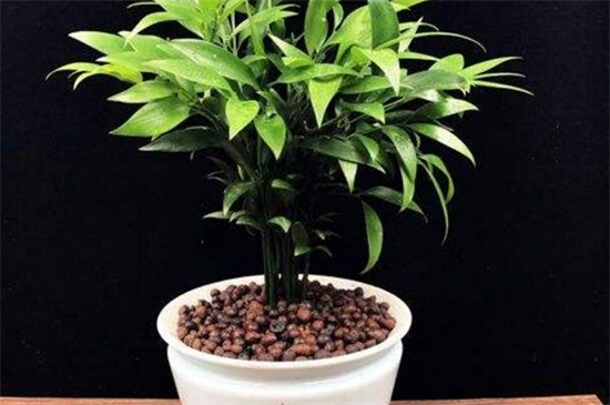 桂花秋季如何养