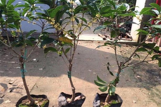 桂花秋季如何养