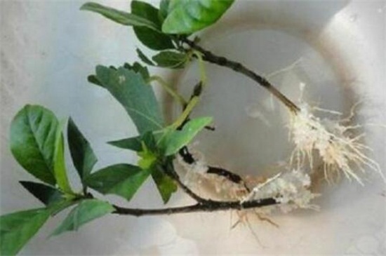 桂花的扦插办法