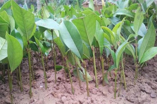 桂花的扦插办法