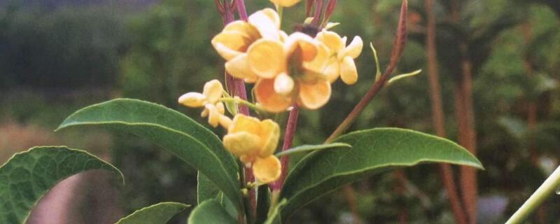 常见桂花的种类分类