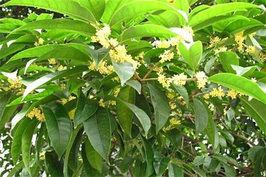 常见桂花的种类分类