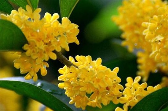 常见桂花的种类分类