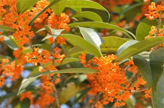 常见桂花的种类分类