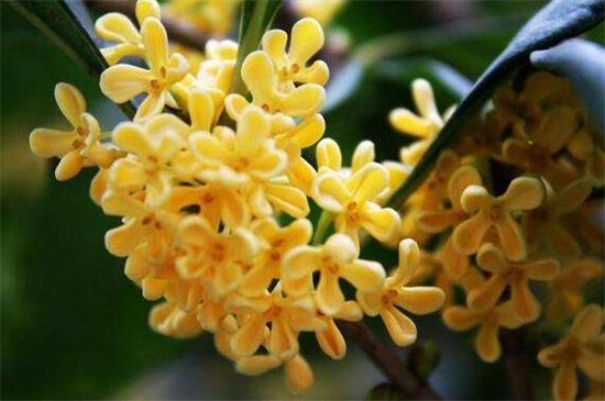 常见桂花的种类分类