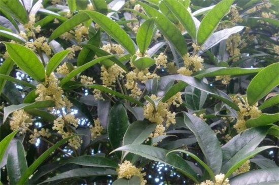 常见桂花的种类分类