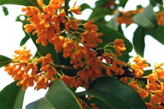 常见桂花的种类分类