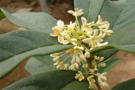 常见桂花的种类分类