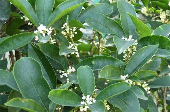 常见桂花的种类分类