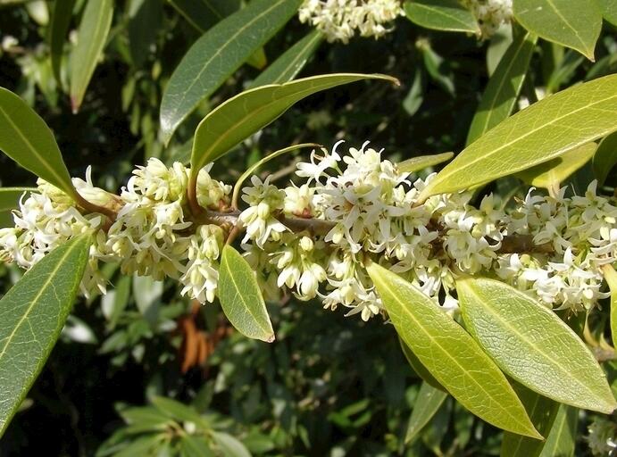 桂花几月份开花