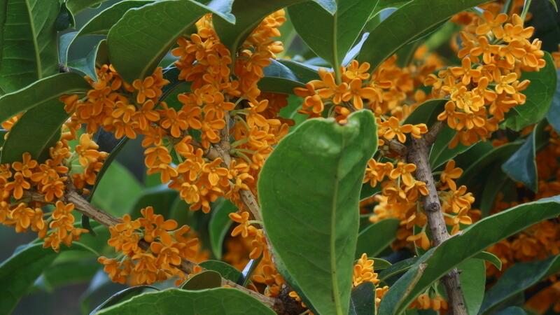 桂花盆栽如何养