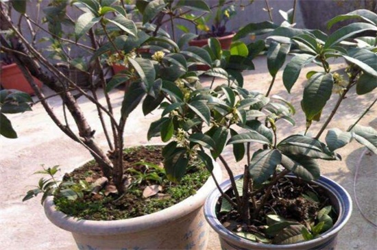 桂花盆栽如何养
