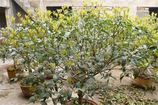 盆栽桂花的养殖办法