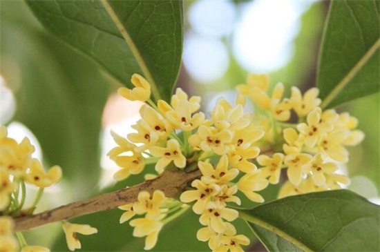 桂花如何修剪开花多