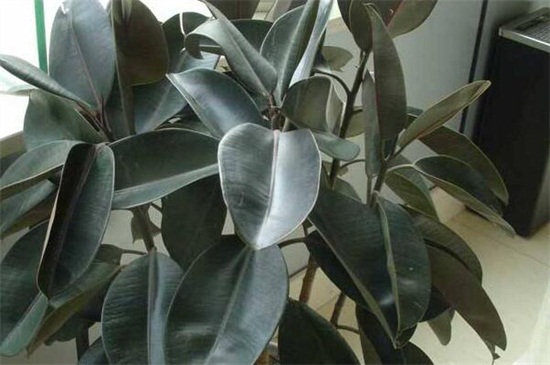 橡皮树长黑斑如何办，4种办法教你如何对症下药