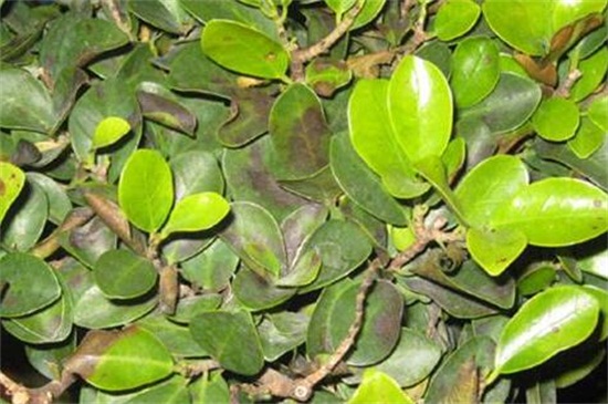 橡皮树长黑斑如何办，4种办法教你如何对症下药