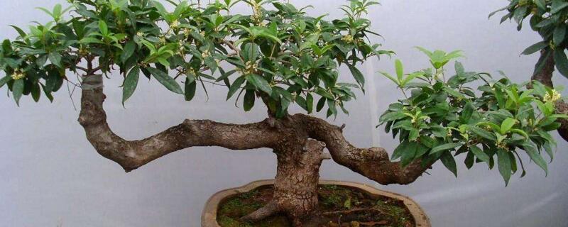 桂花如何制作盆景