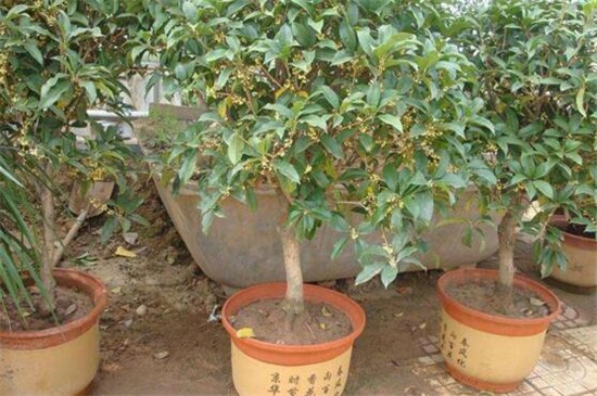 桂花如何制作盆景