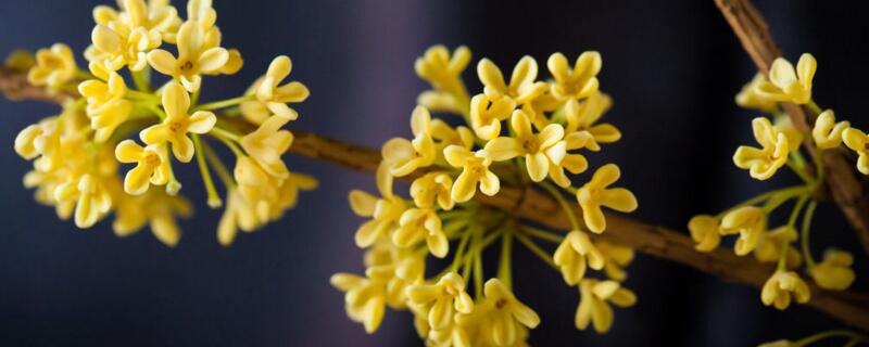 盆栽桂花的矮化办法