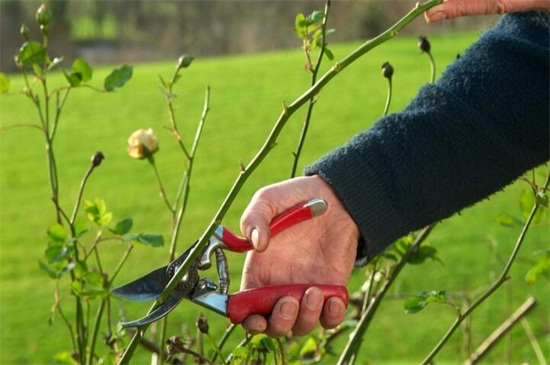 盆栽桂花的矮化办法