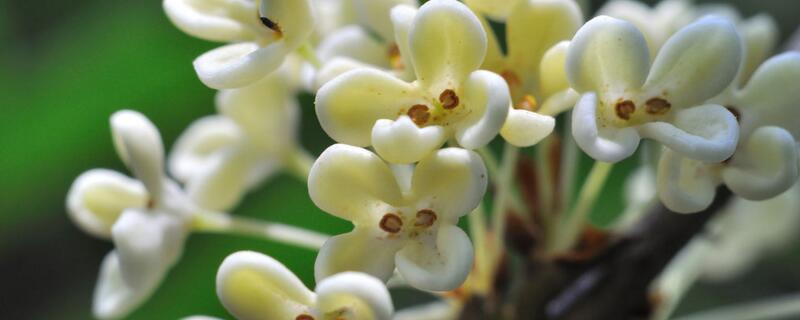 桂花的修剪办法