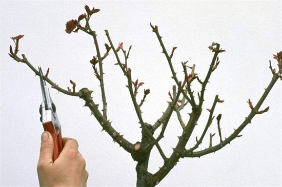桂花的修剪办法