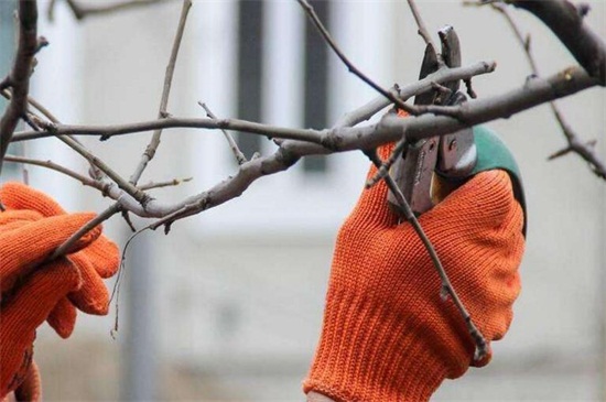 桂花的修剪办法