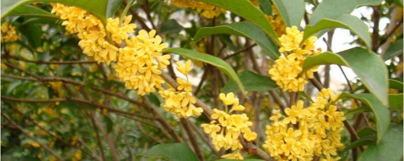 桂花开花为何不香