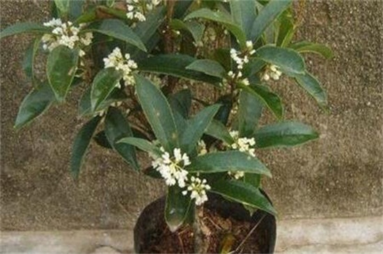 桂花开花为何不香