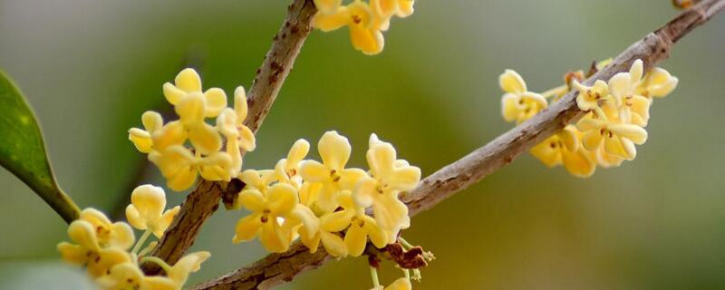 桂花如何养才长得好