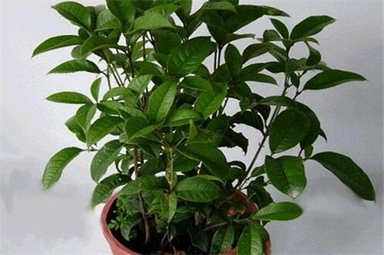 桂花如何养才长得好