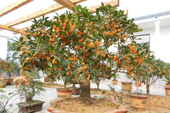 桂花如何养才长得好