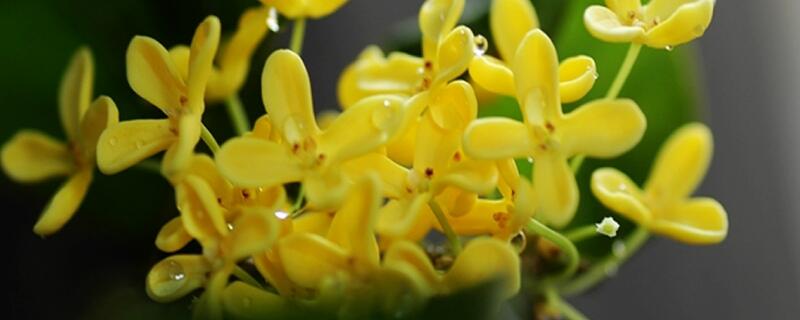 家里为何不能种桂花