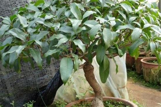 家里为何不能种桂花