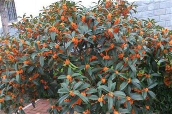 金桂的养殖办法和留意事项，七个要点教你养殖