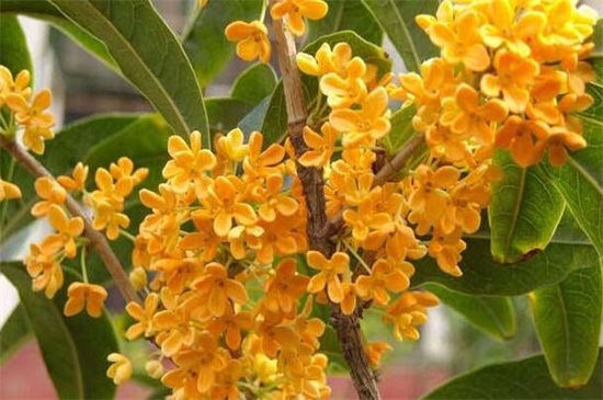 金桂的养殖办法和留意事项，七个要点教你养殖