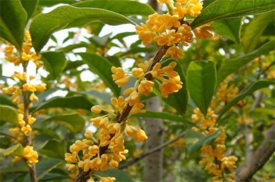 金桂的养殖办法和留意事项，七个要点教你养殖