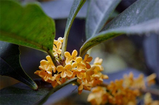 金桂的养殖办法和留意事项，七个要点教你养殖