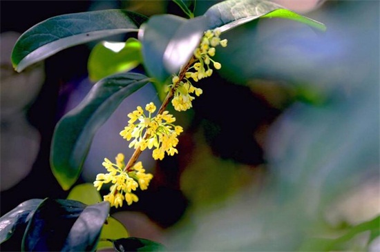 金桂的养殖办法和留意事项，七个要点教你养殖