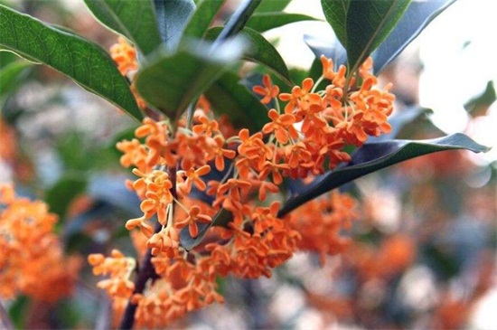 金桂的养殖办法和留意事项，七个要点教你养殖