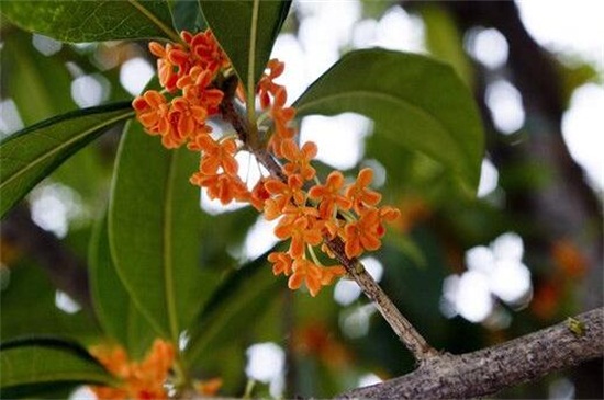 金桂的养殖办法和留意事项，七个要点教你养殖