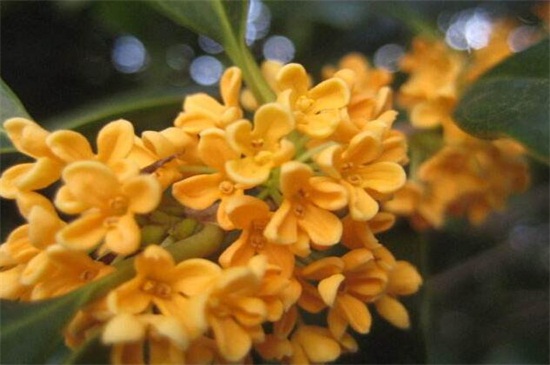 金桂的养殖办法和留意事项，七个要点教你养殖