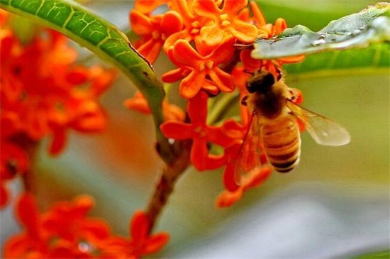 金桂的养殖办法和留意事项，七个要点教你养殖